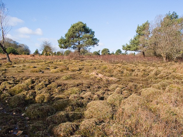 Hummock