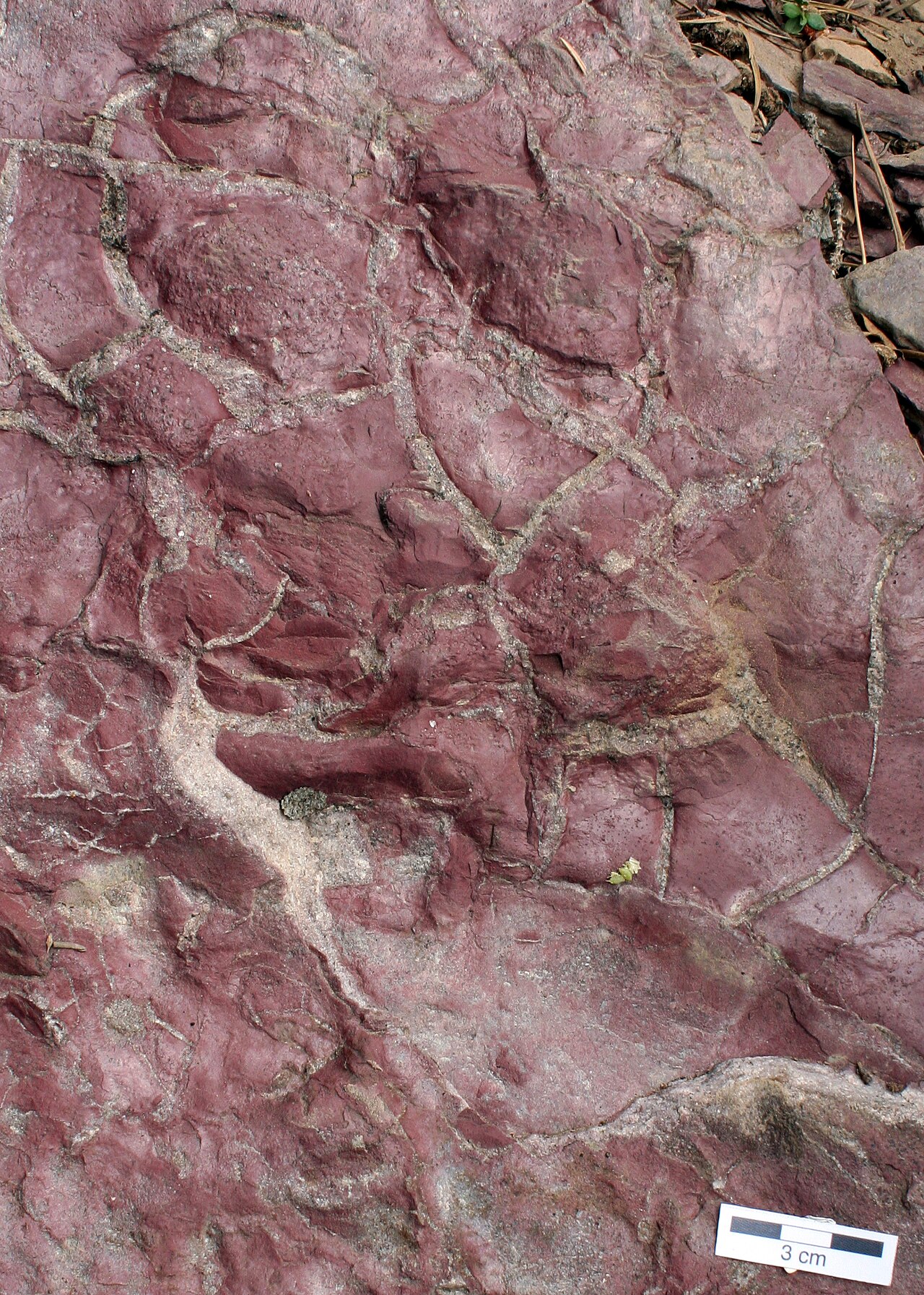 Mudcrack