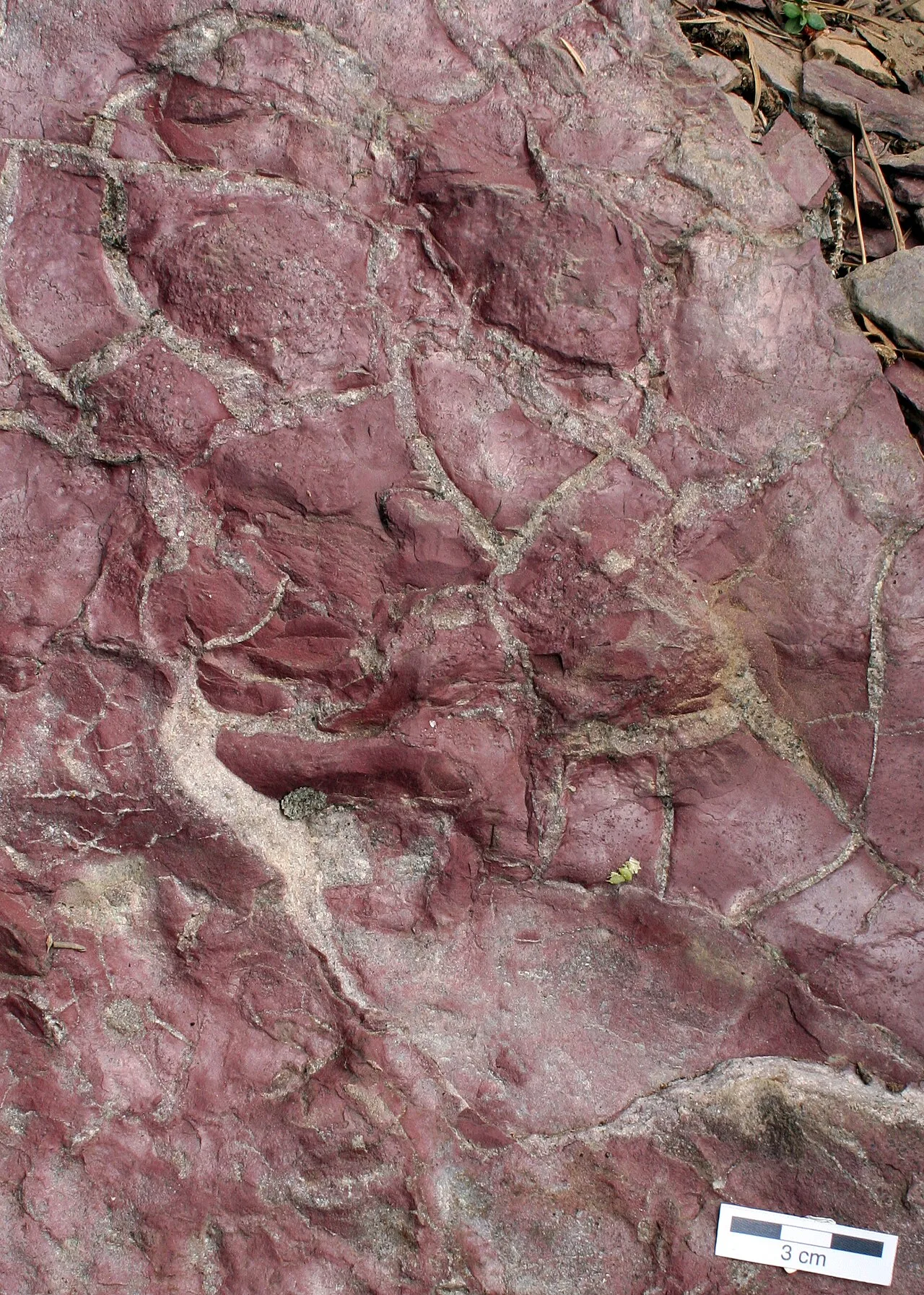 Mudcrack