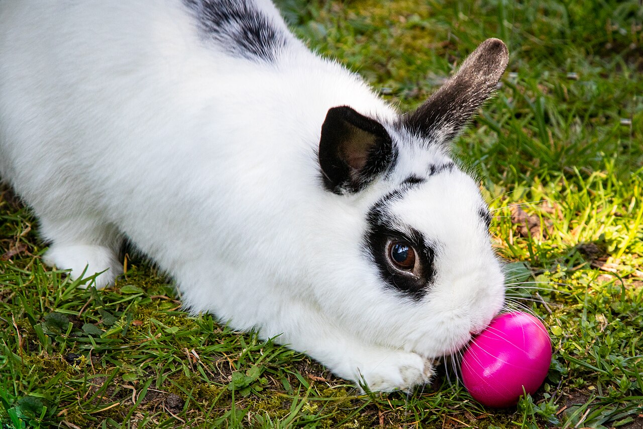 Easter Bunny