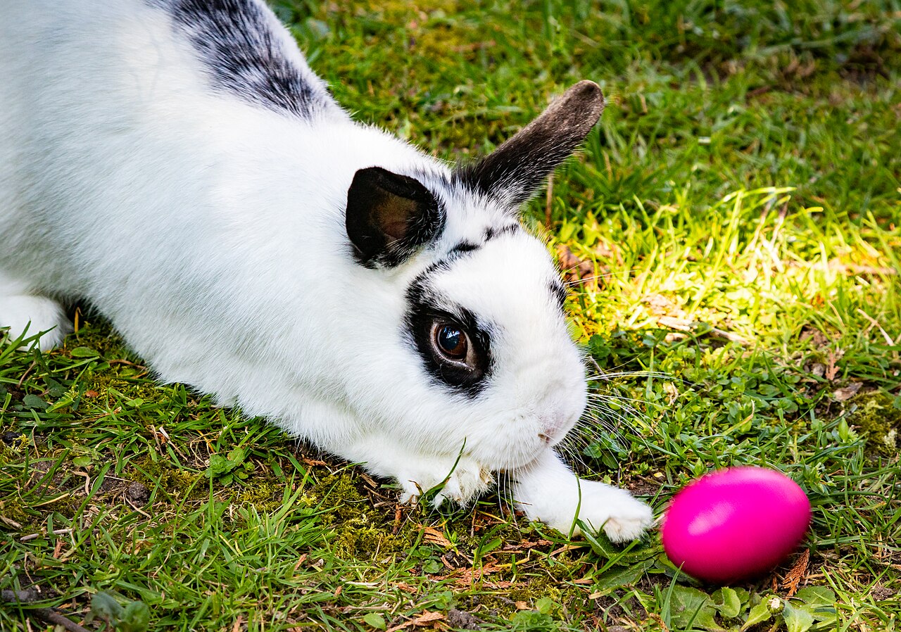 Easter Bunny
