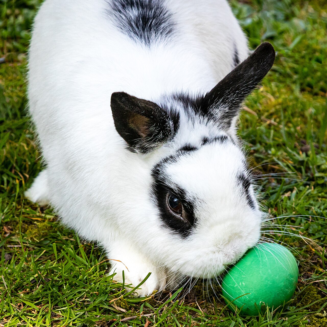 Easter Bunny