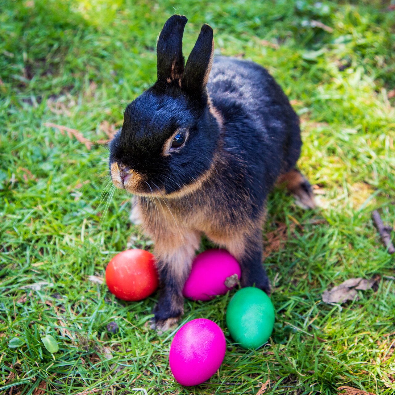 Easter Bunny