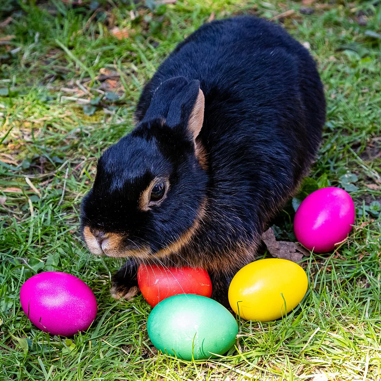 Easter Bunny