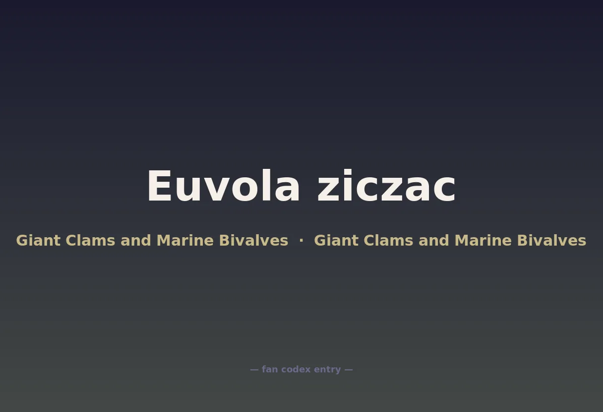 Euvola ziczac