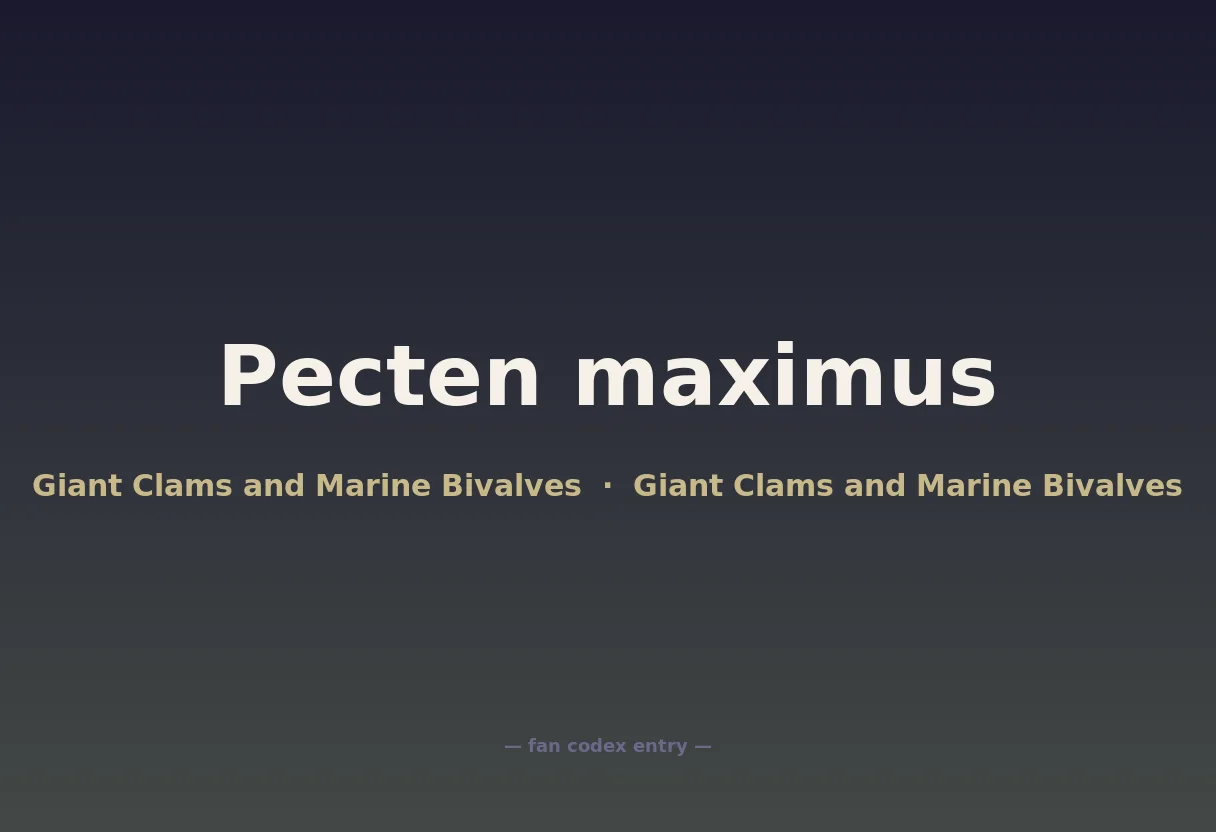 Pecten maximus