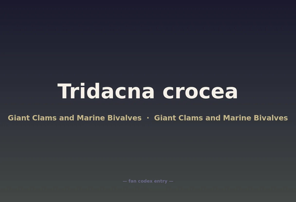 Tridacna crocea