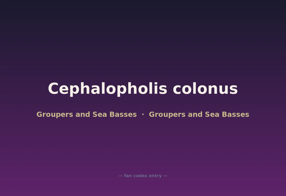 Cephalopholis colonus