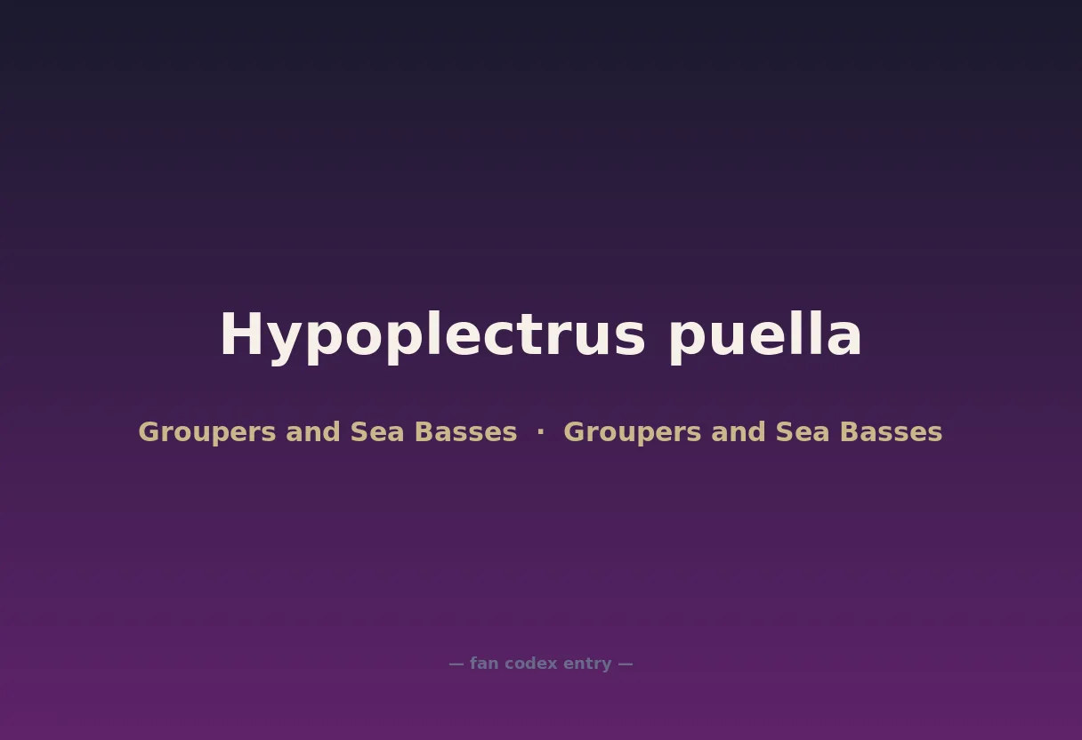 Hypoplectrus puella