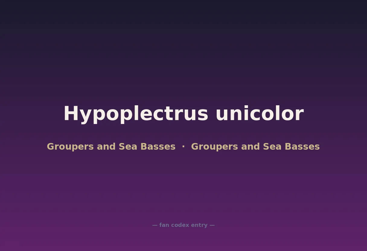 Hypoplectrus unicolor