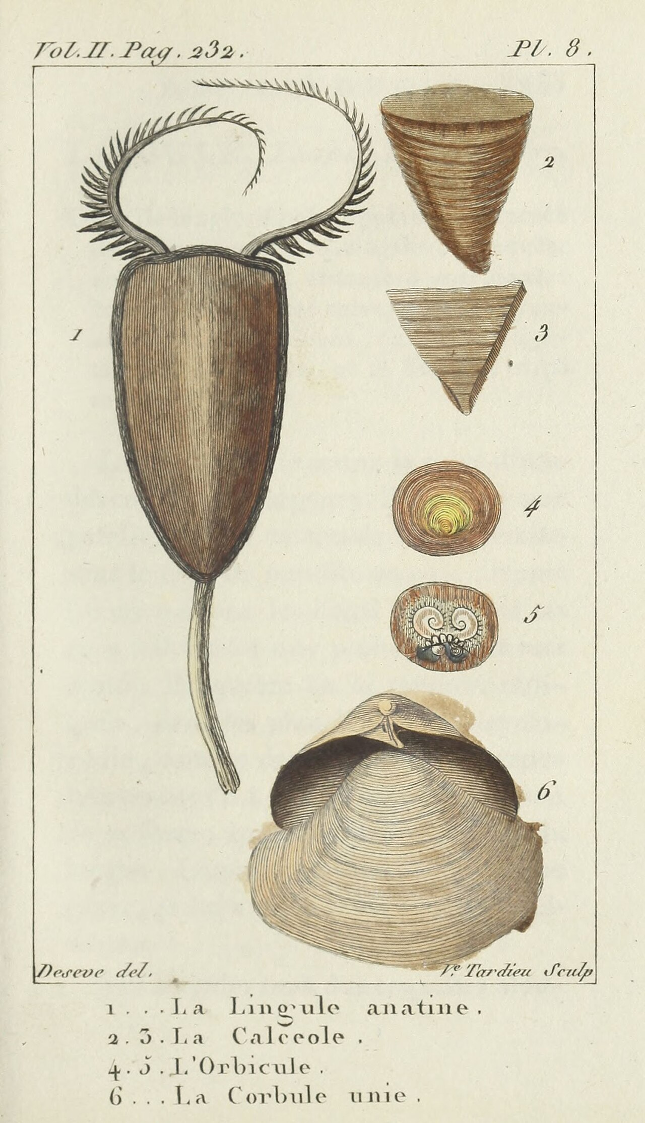 Coquilles