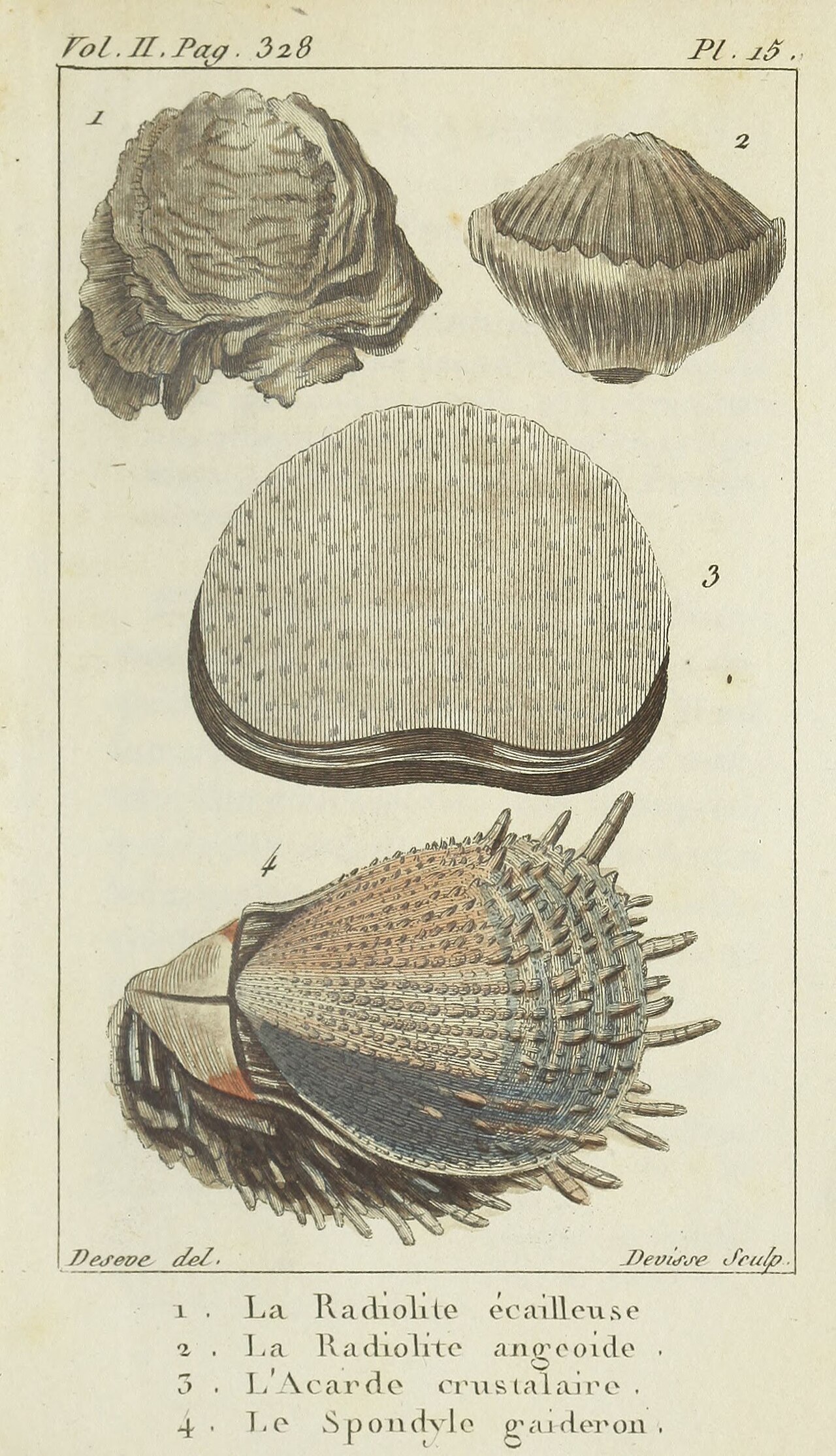 Coquilles