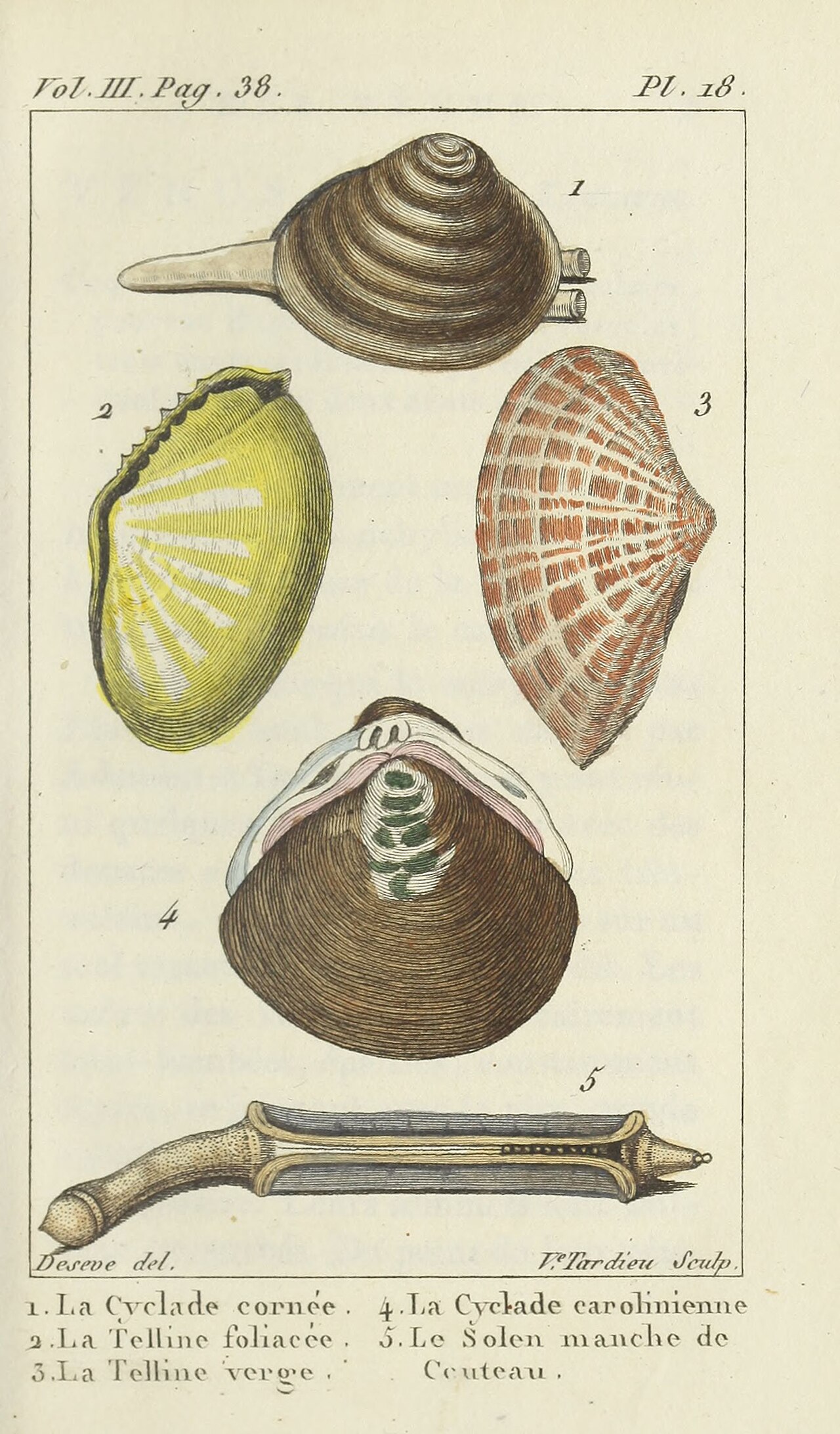 Coquilles