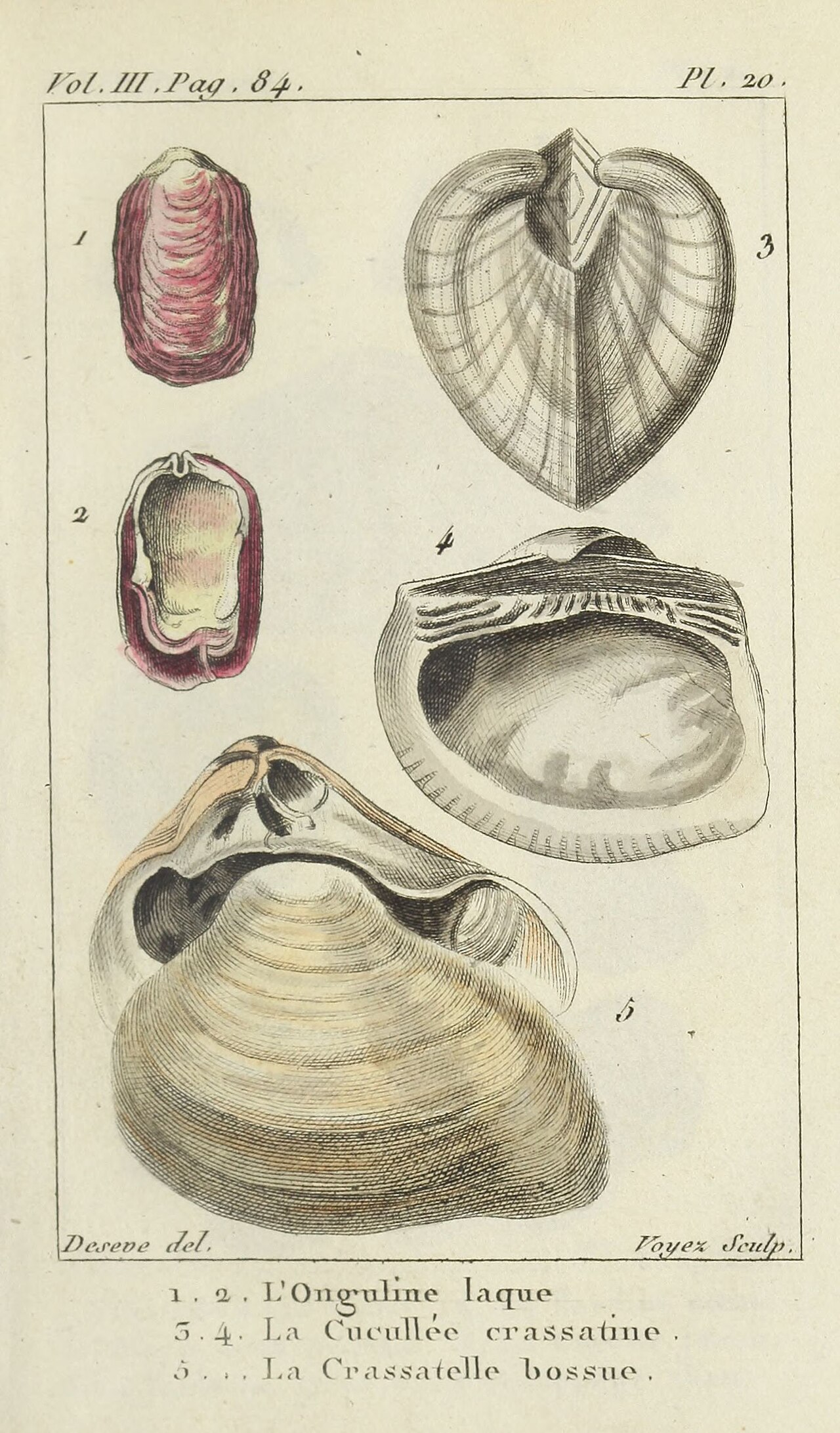 Coquilles