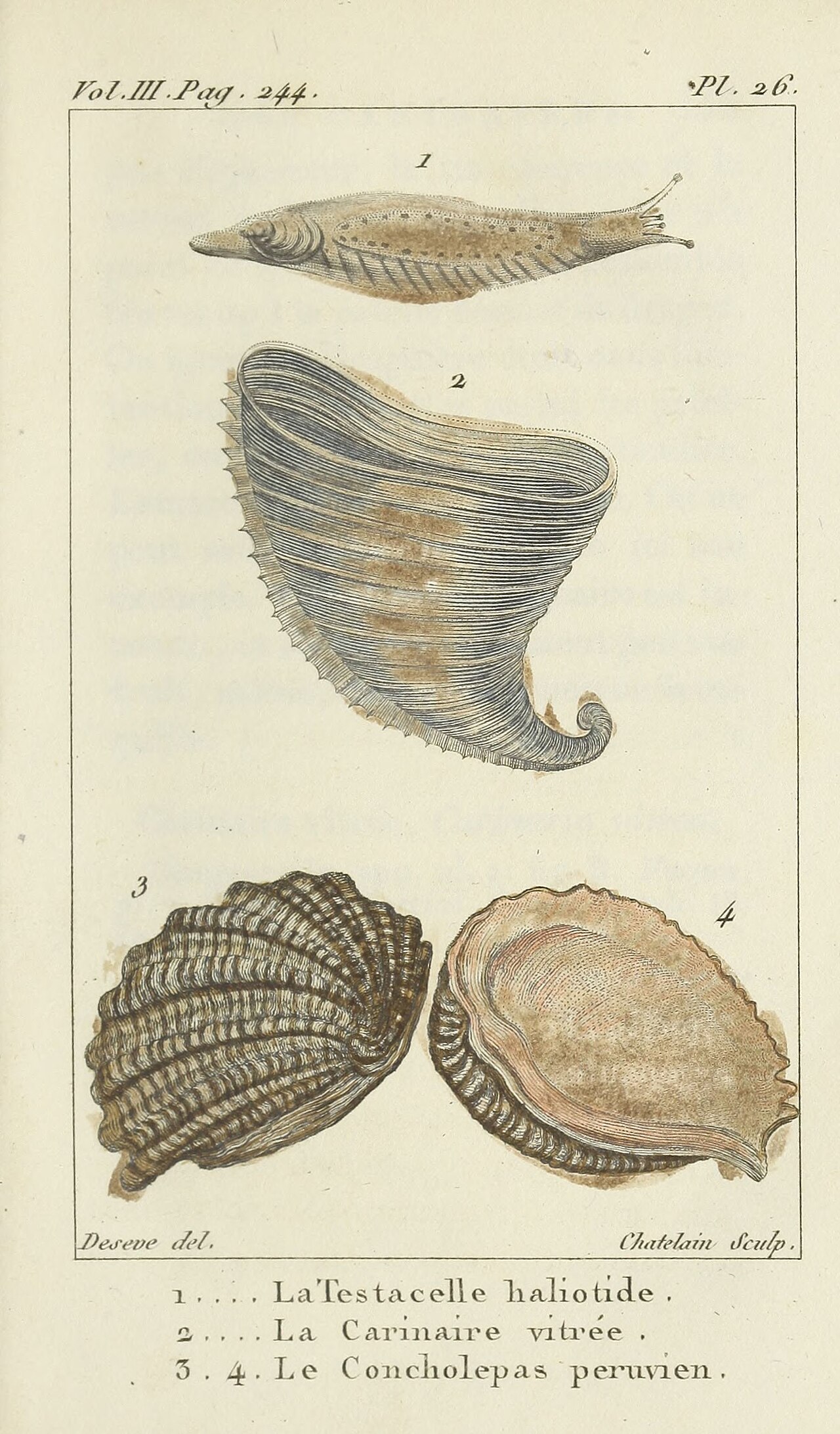 Coquilles