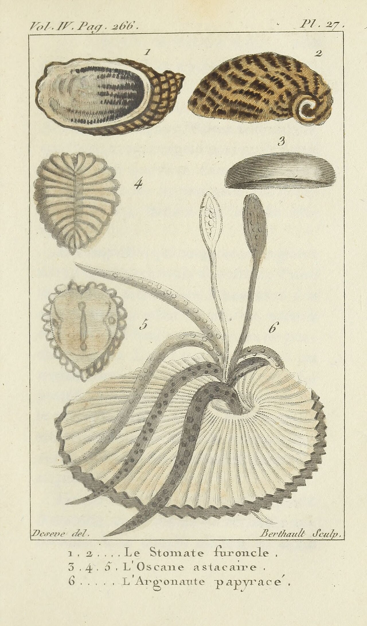 Coquilles
