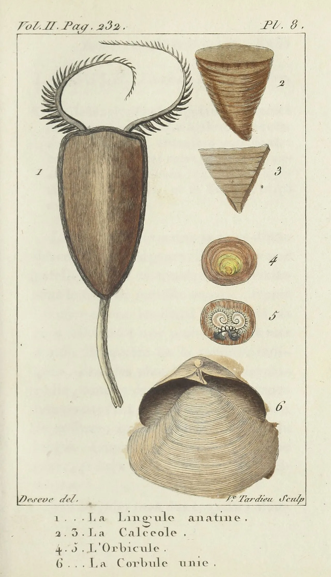 Coquilles