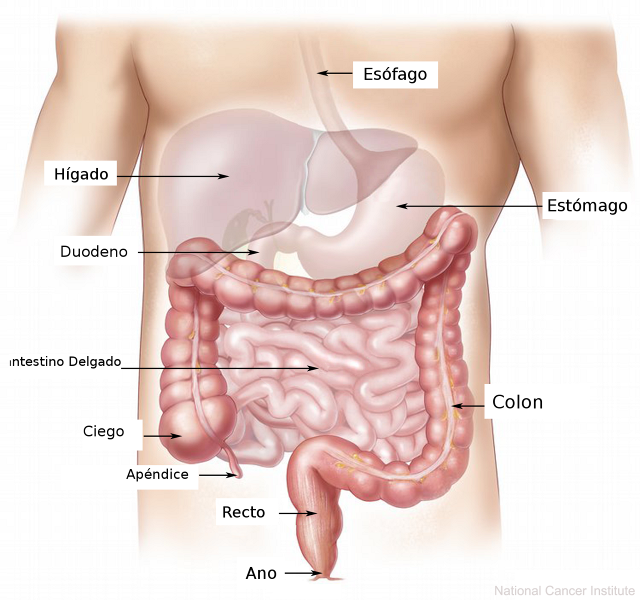 Digestivo (Hannibal)