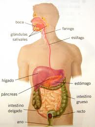 Digestivo (Hannibal)