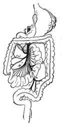 Digestivo (Hannibal)