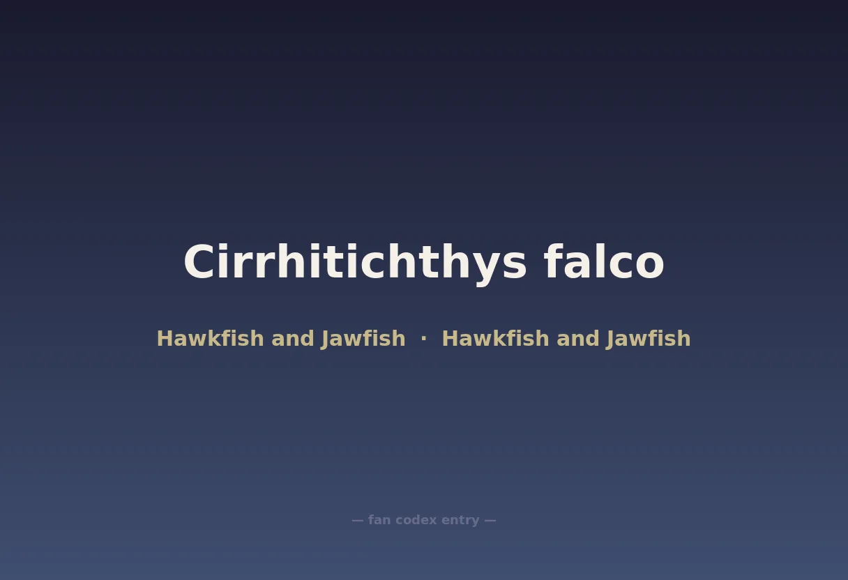 Cirrhitichthys falco
