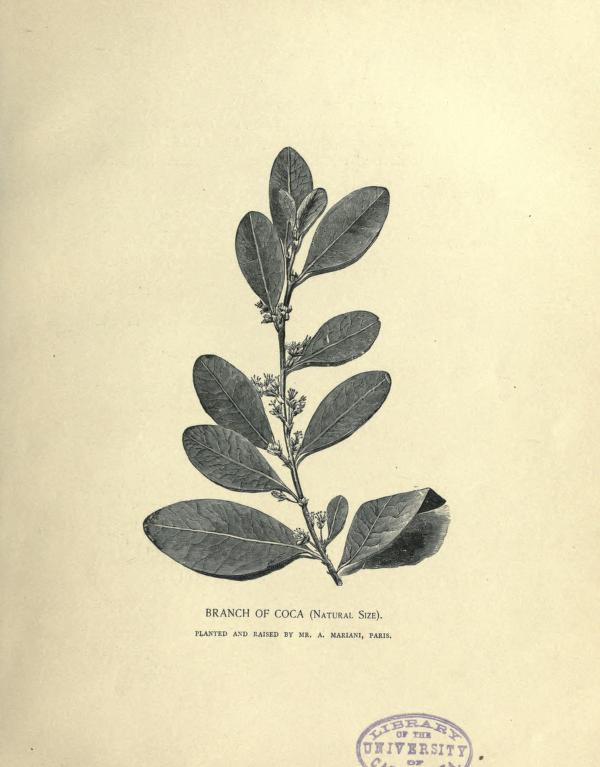 Branche de coca Portraits from Album Mariani 1893