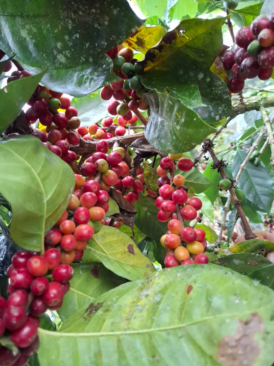 Coffea arabica 2