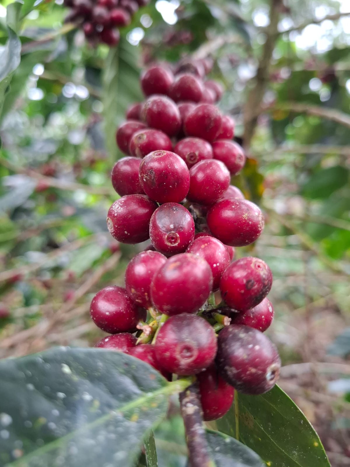 Coffea arabica 3