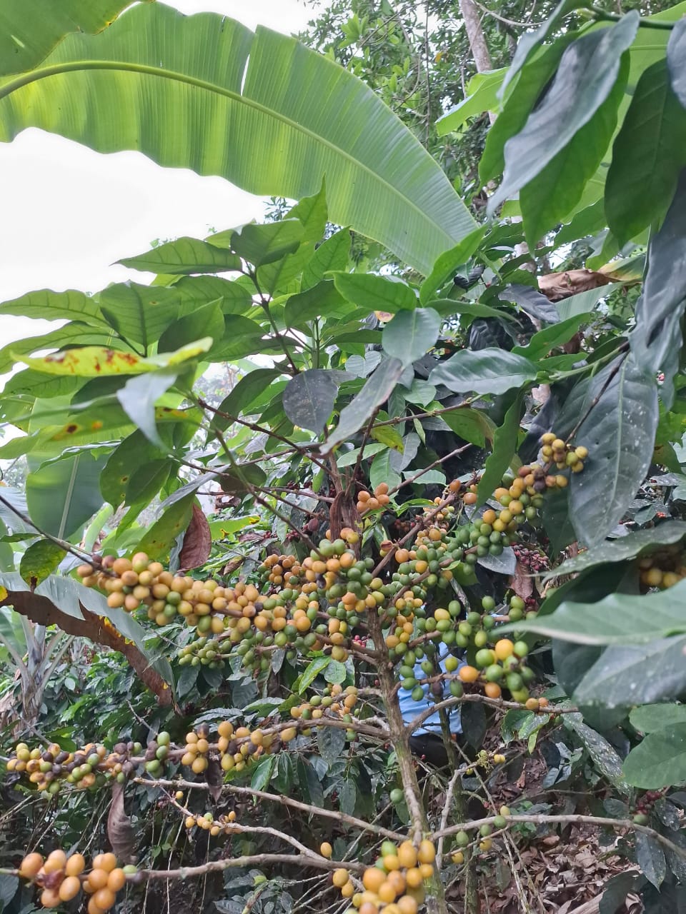 Coffea arabica 4