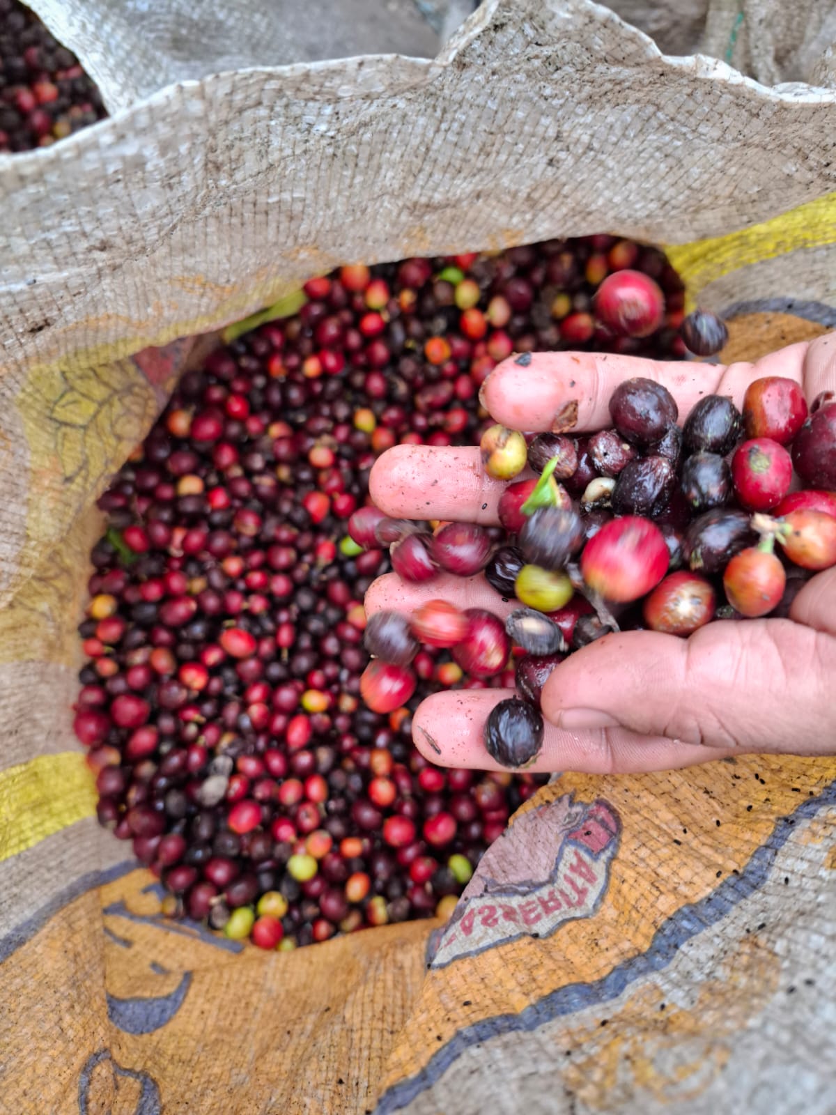 Coffea arabica 6