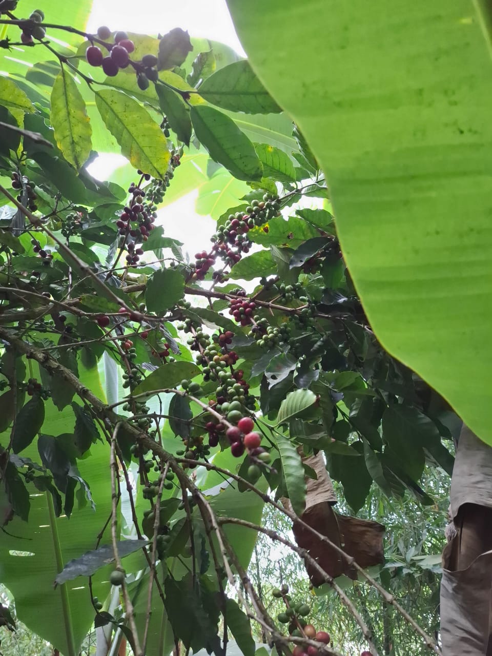 Coffea arabica 7