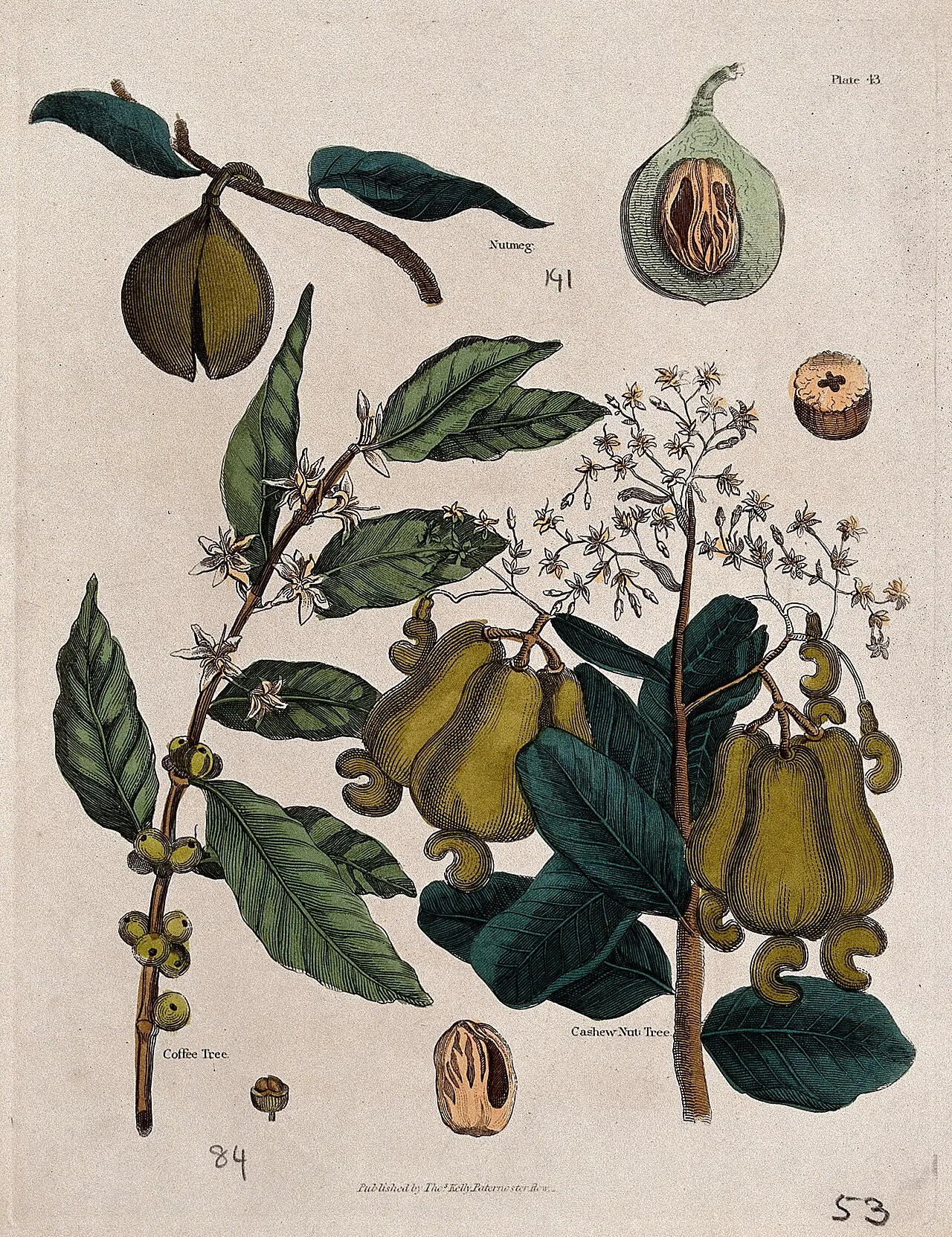 Coffea