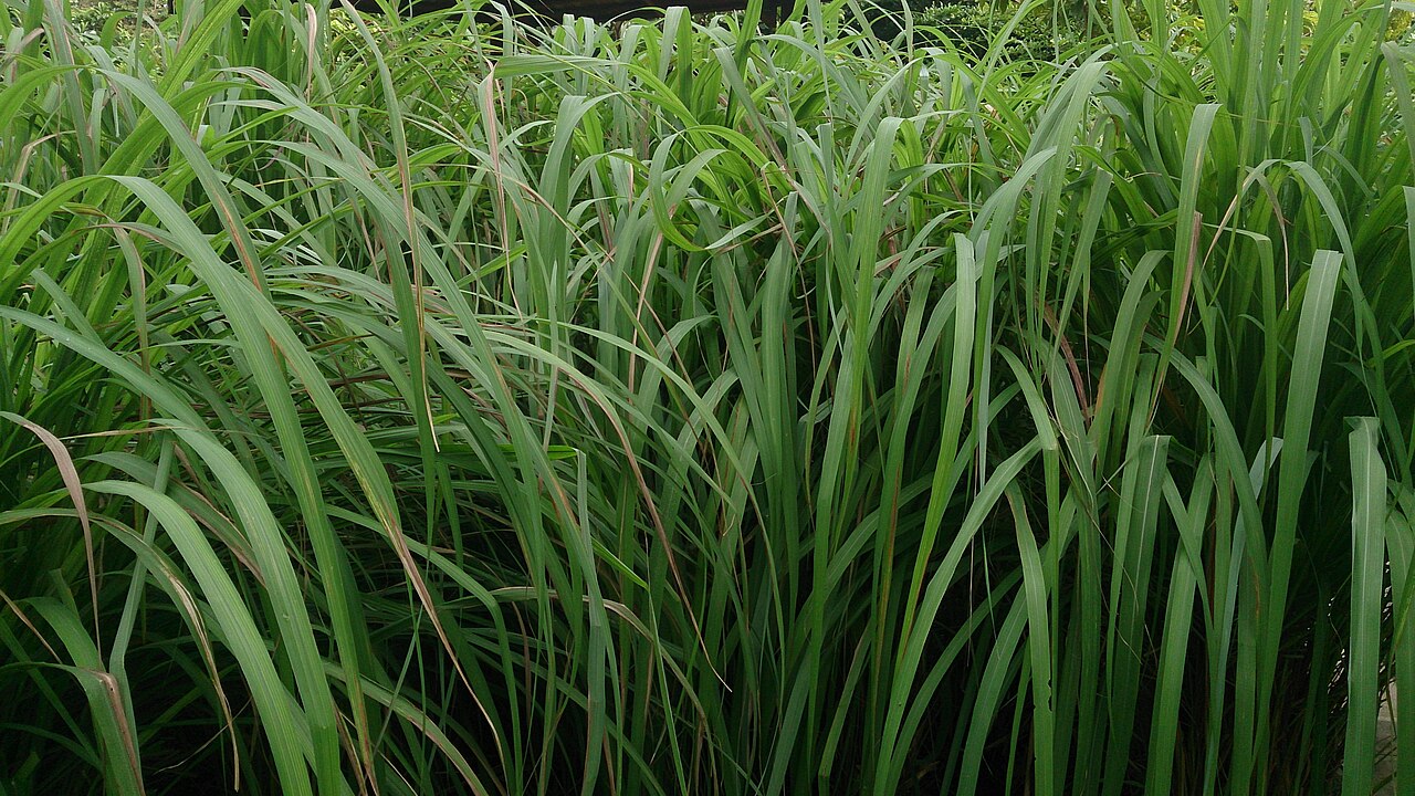 Citronella (Cymbopogon nardus) 1