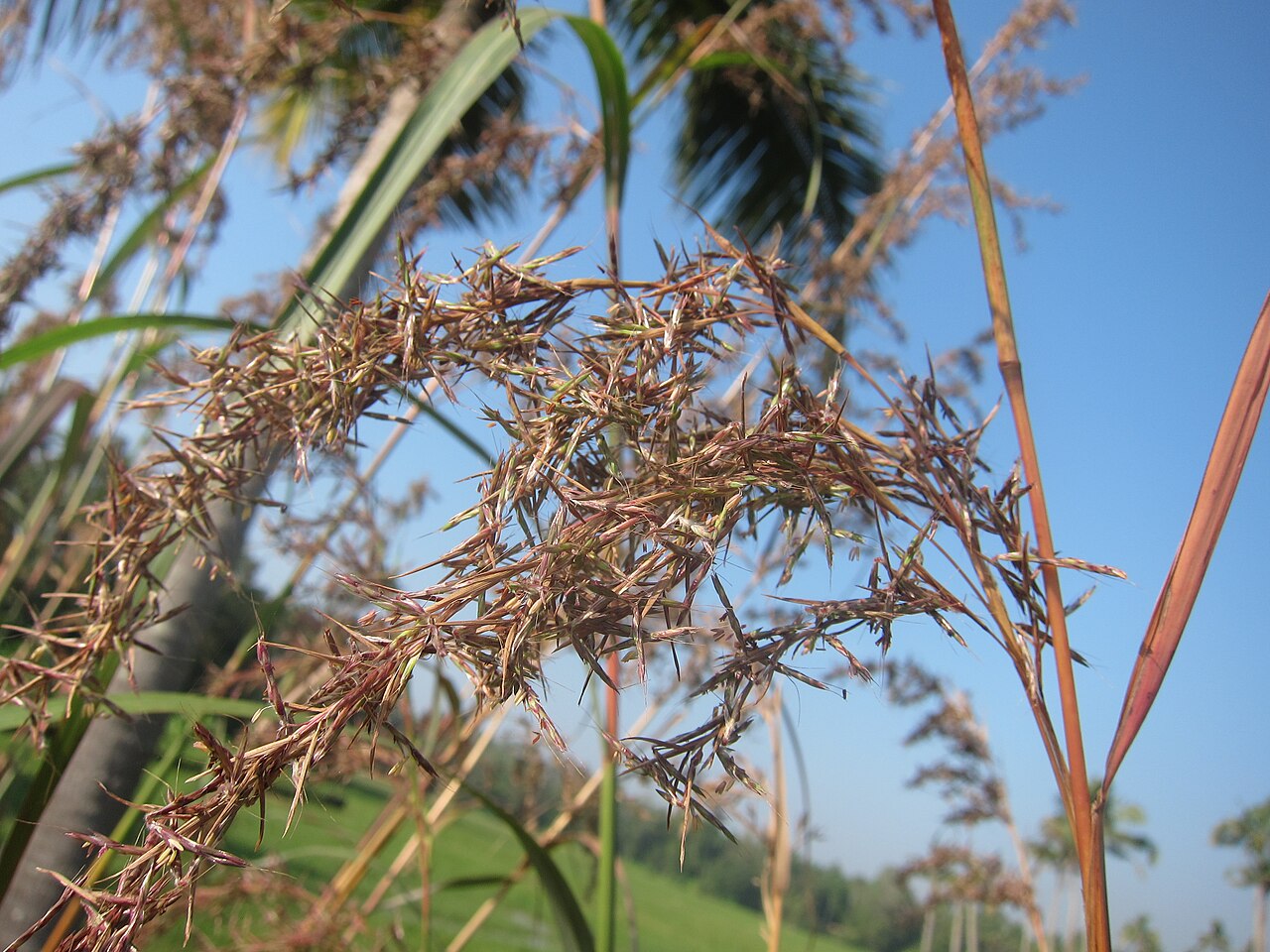Cymbopogon - ഇഞ്ചിപ്പുല്ല്