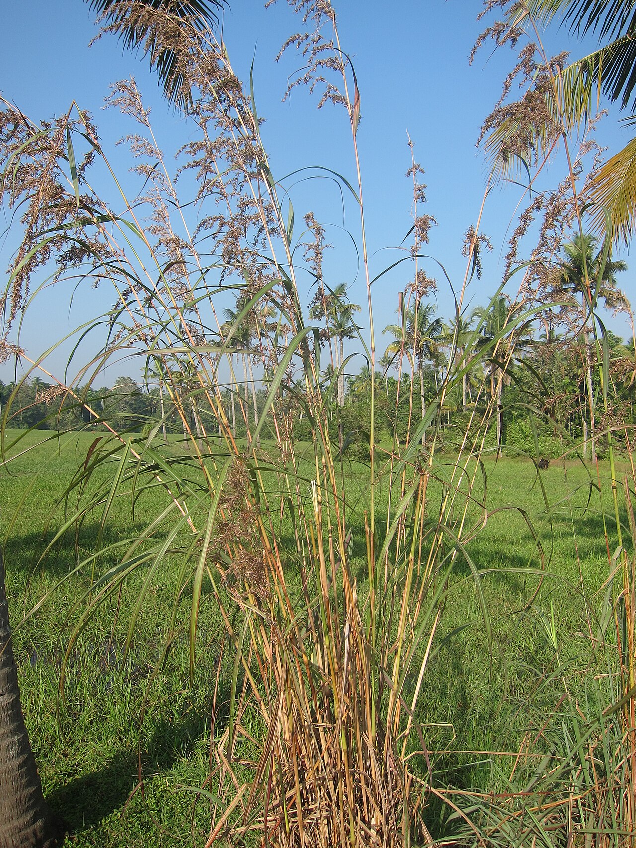 Cymbopogon - ഇഞ്ചിപ്പുല്ല്
