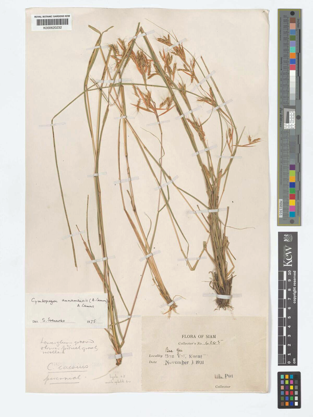 Cymbopogon annamensisfig