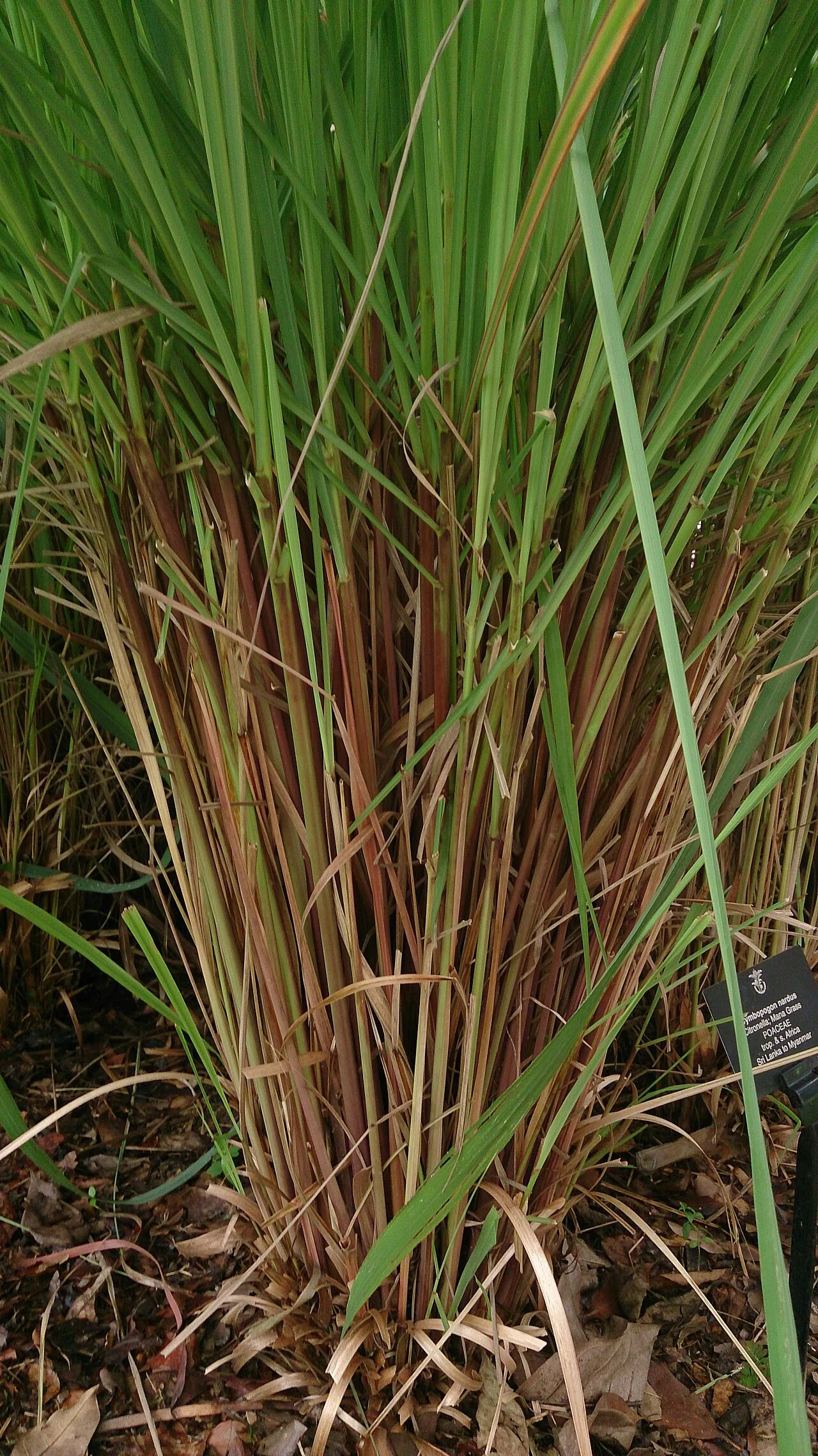Cymbopogon