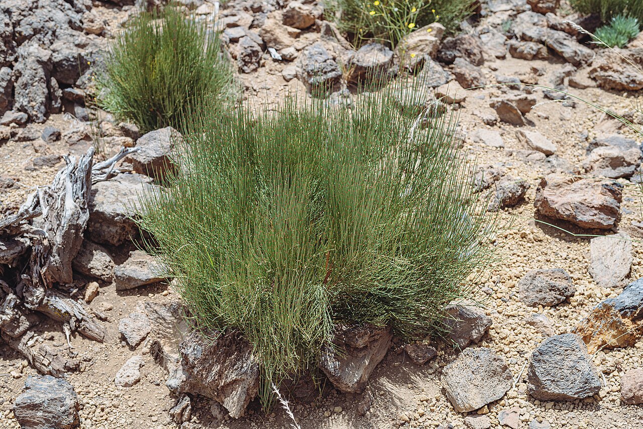 Ephedra major