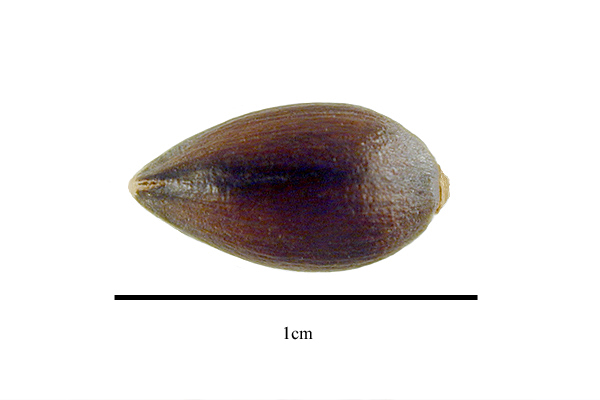 Ephedra ciliata seed