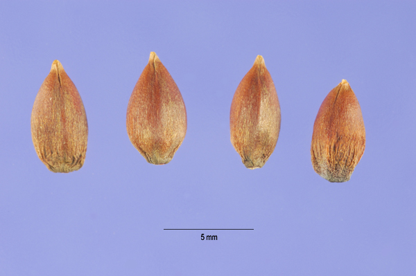 Ephedra nevadensis seeds