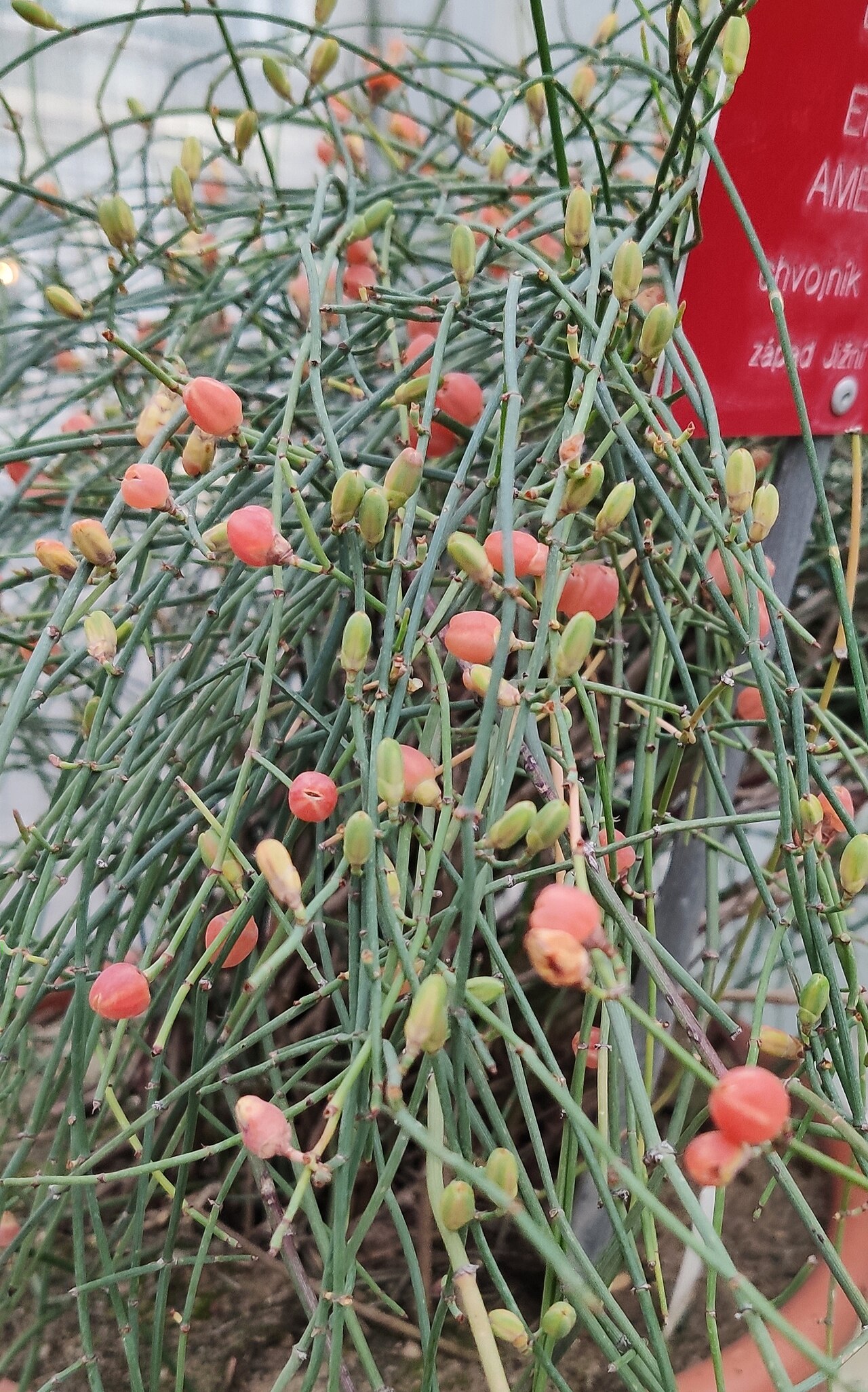 Ephedra americana (female cones)