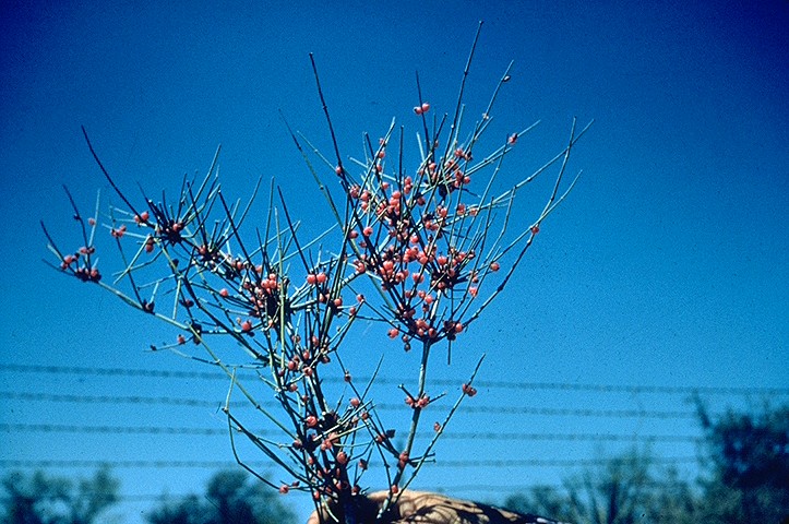 Ephedra antisyphilitica branch