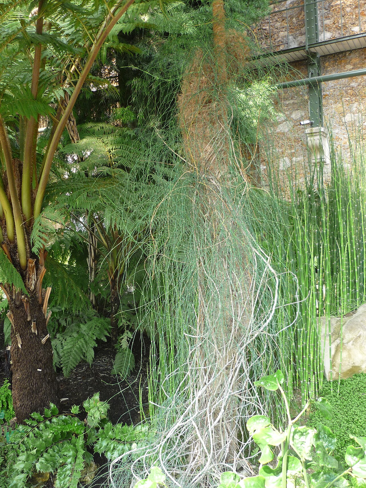 Ephedra campylopoda in Jardin des plantes Paris