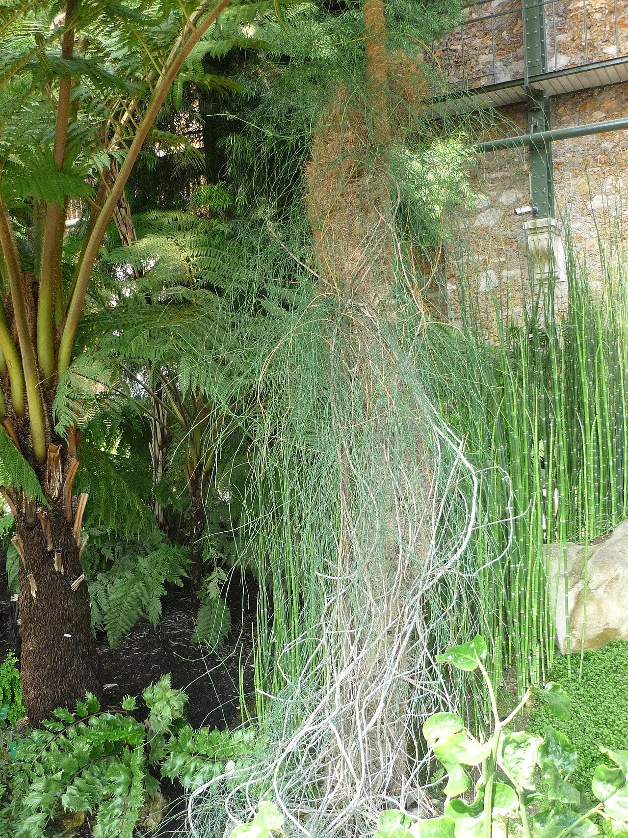 Ephedra (plant)