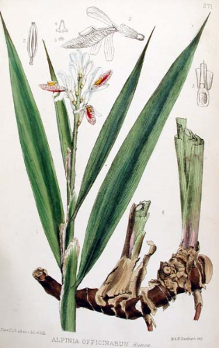 Bentley Trimen lesser galangal
