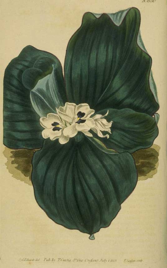 Galangal.web