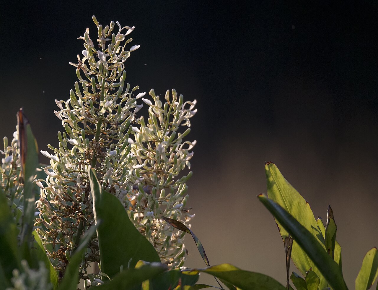 Galangal morning