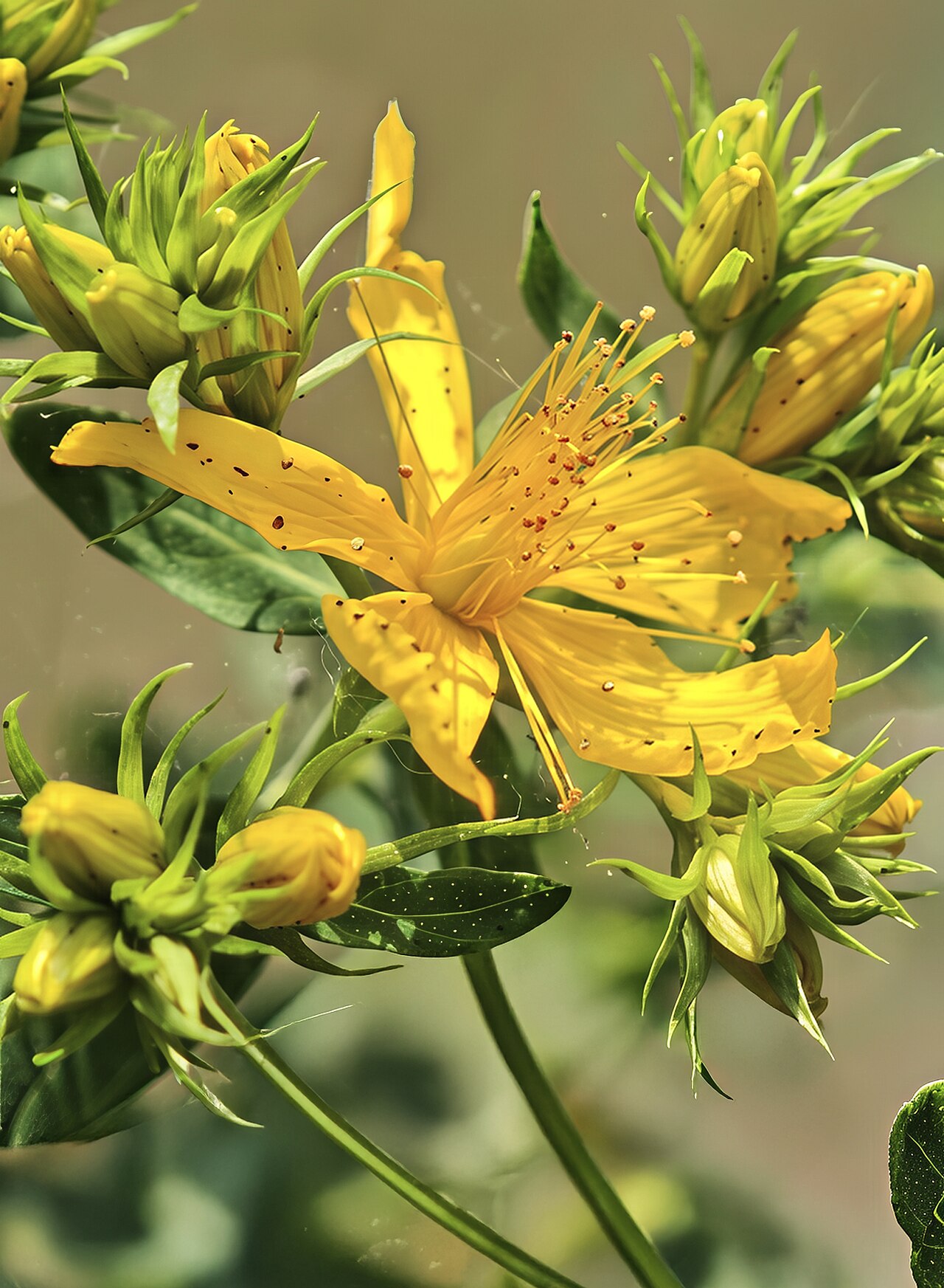 (MHNT) Hypericum perforatum flower and buttons
