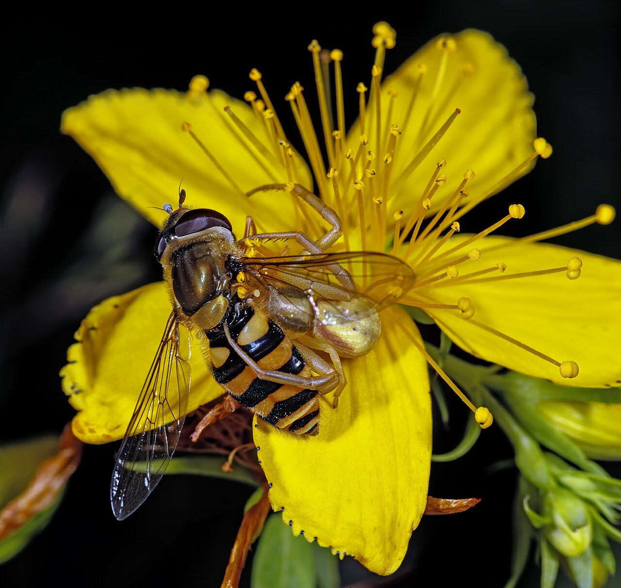 (MHNT) Misumena vatia and Syrphus ribesii on Hypericum perforatum