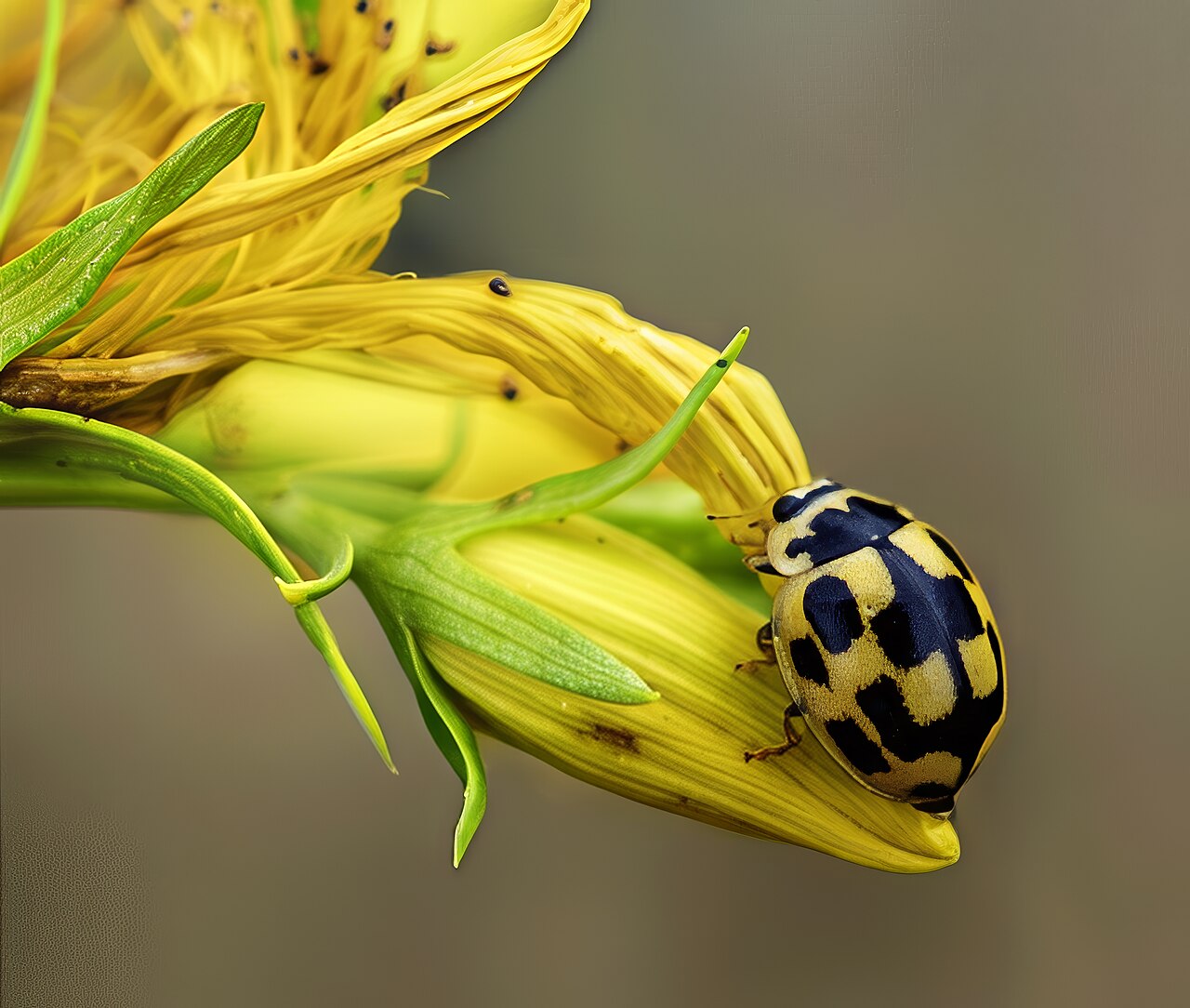 (MHNT) Propylea quatuordecimpunctata on Hypericum perforatum